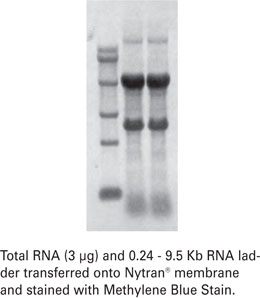Methylene Blue Stain
